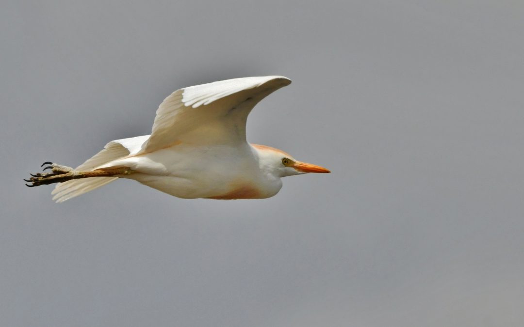 Kohäger | Cattle Egret | Bubulcus ibis