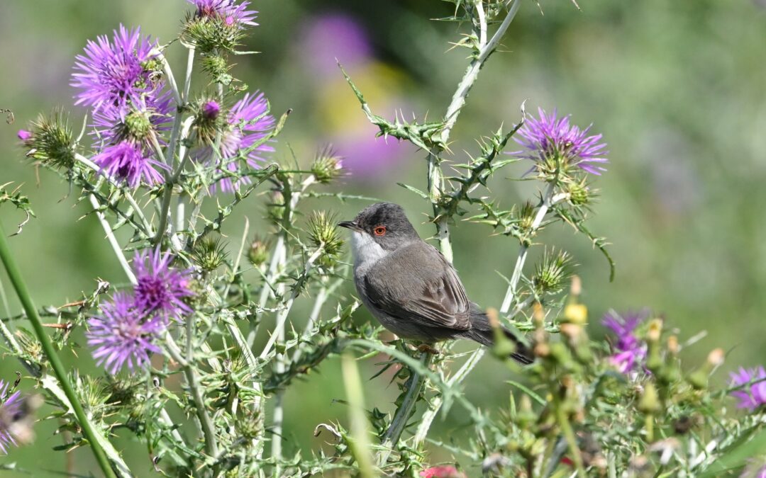 Sammetshätta | Sardinian Warbler | Sylvia melanocephala