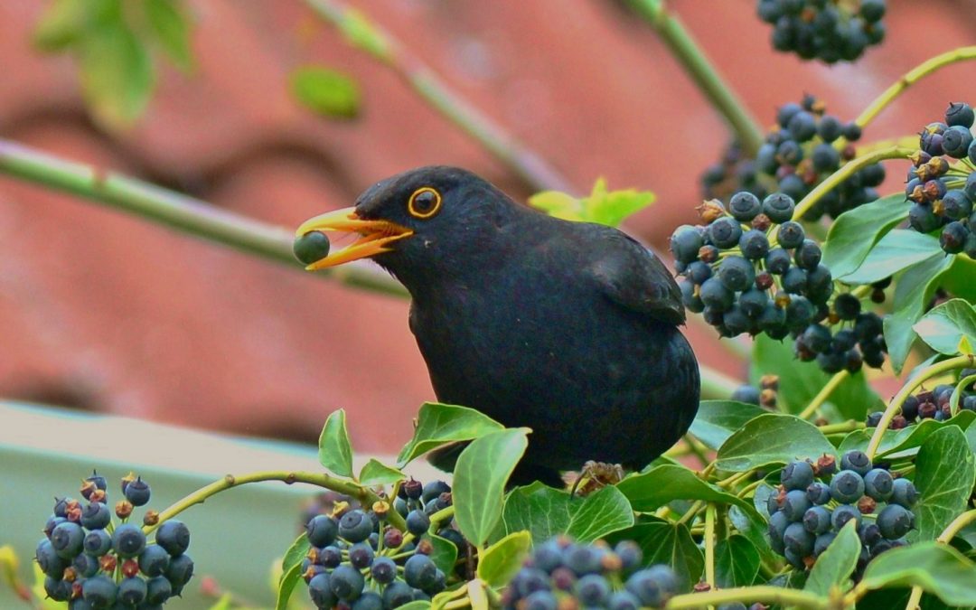 Koltrast | Common Blackbird | Turdus merula
