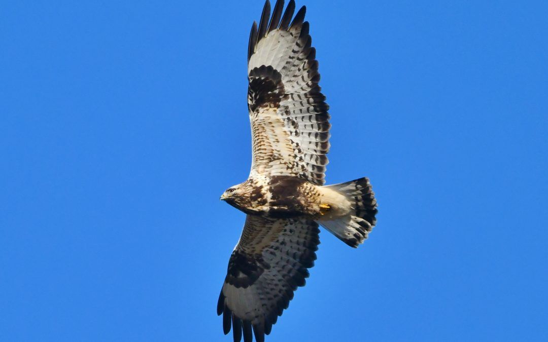 Fjällvråk | Rough-legged Buzzard | Buteo lagopus