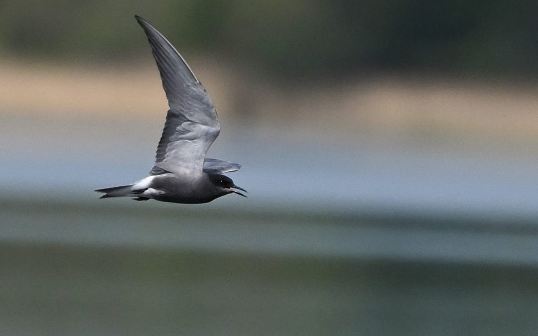 Svarttärna | Black Tern | Chlidonias niger
