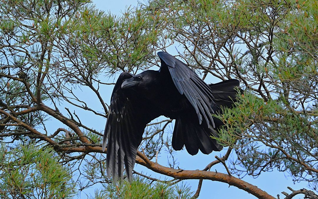 Korp | Common Raven | Corvus corax