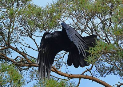 Korp | Common Raven | Corvus corax