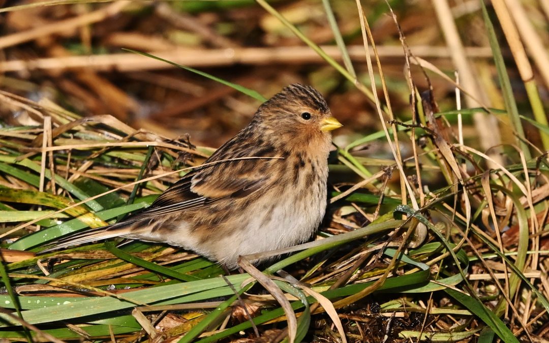 Vinterhämpling | Twite | Carduelis flavirostris
