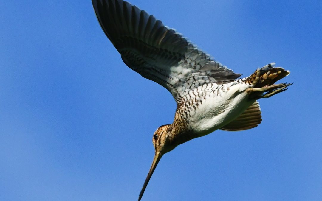 Enkelbeckasin | Common Snipe | Gallinago gallinago