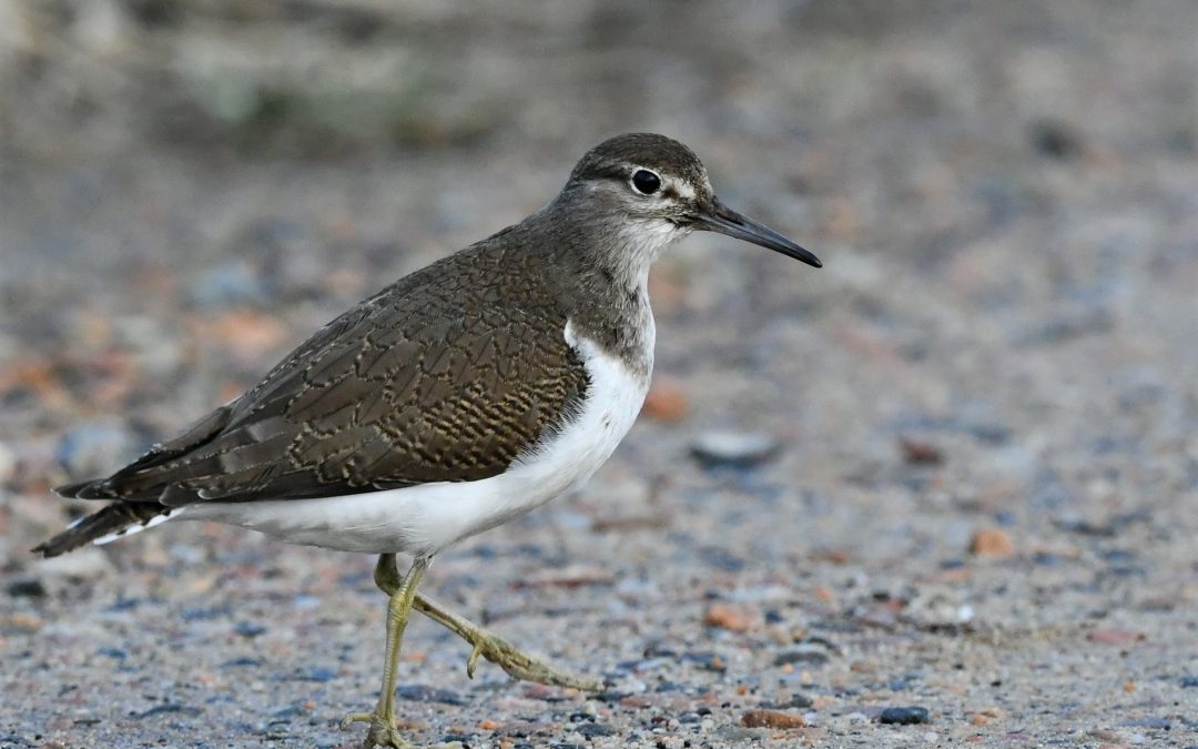 Drillsnäppa | Common Sandpiper | Actitis hypoleucos