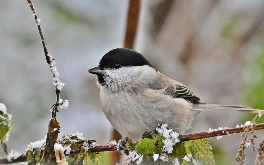 Entita | Marsh Tit | Poecile palustris