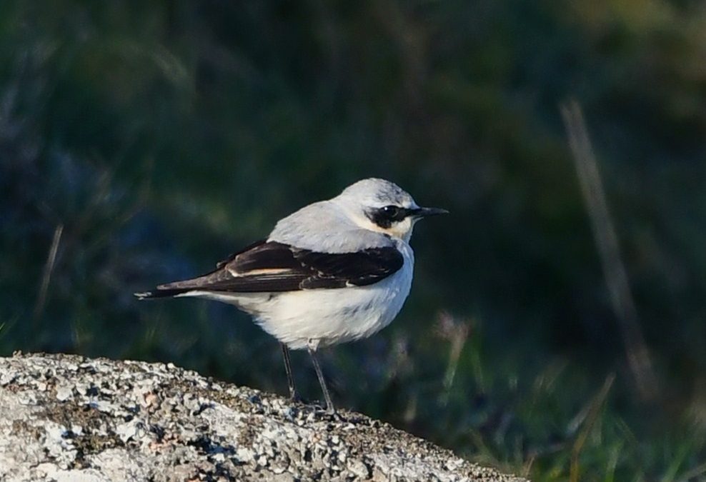 Stenskvätta | Northern Wheatear | Oenanthe oenanthe