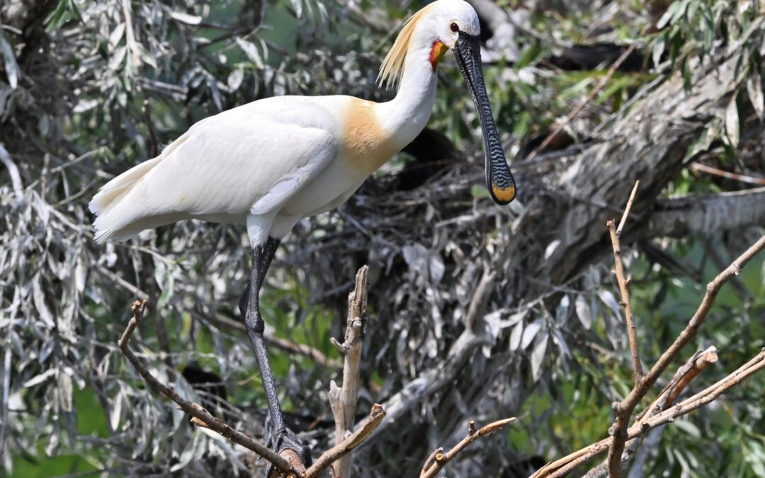 Skedstork | Eurasian Spoonbill | Platalea leucorodia