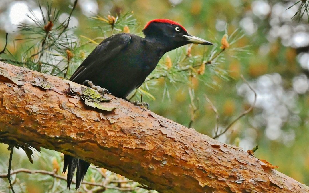 Spillkråka | Black Woodpecker | Dryocopus martius