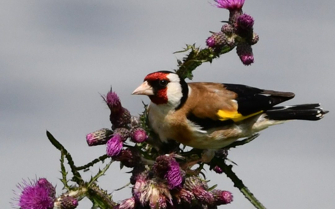 Steglits | European Goldfinch | Carduelis carduelis