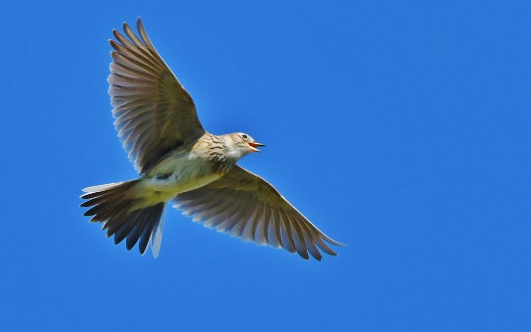 Sånglärka | Common Skylark | Alauda arvensis