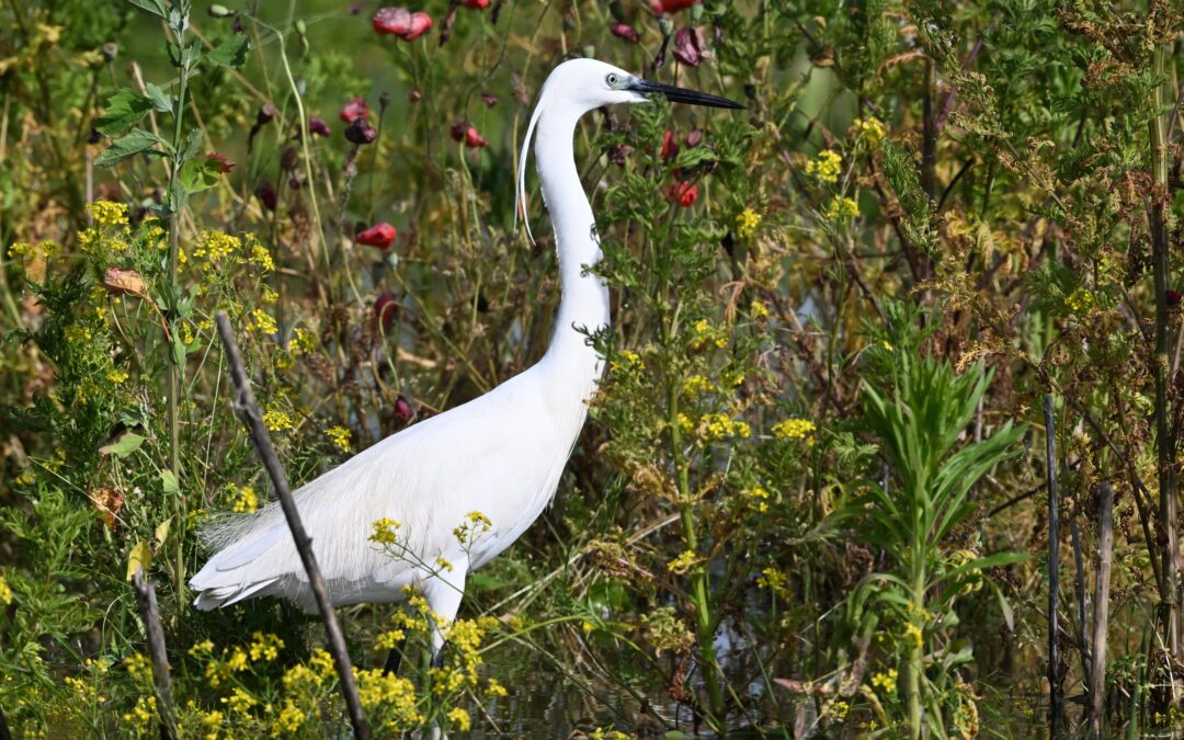 Silkeshäger | Little egret | Egretta garzetta