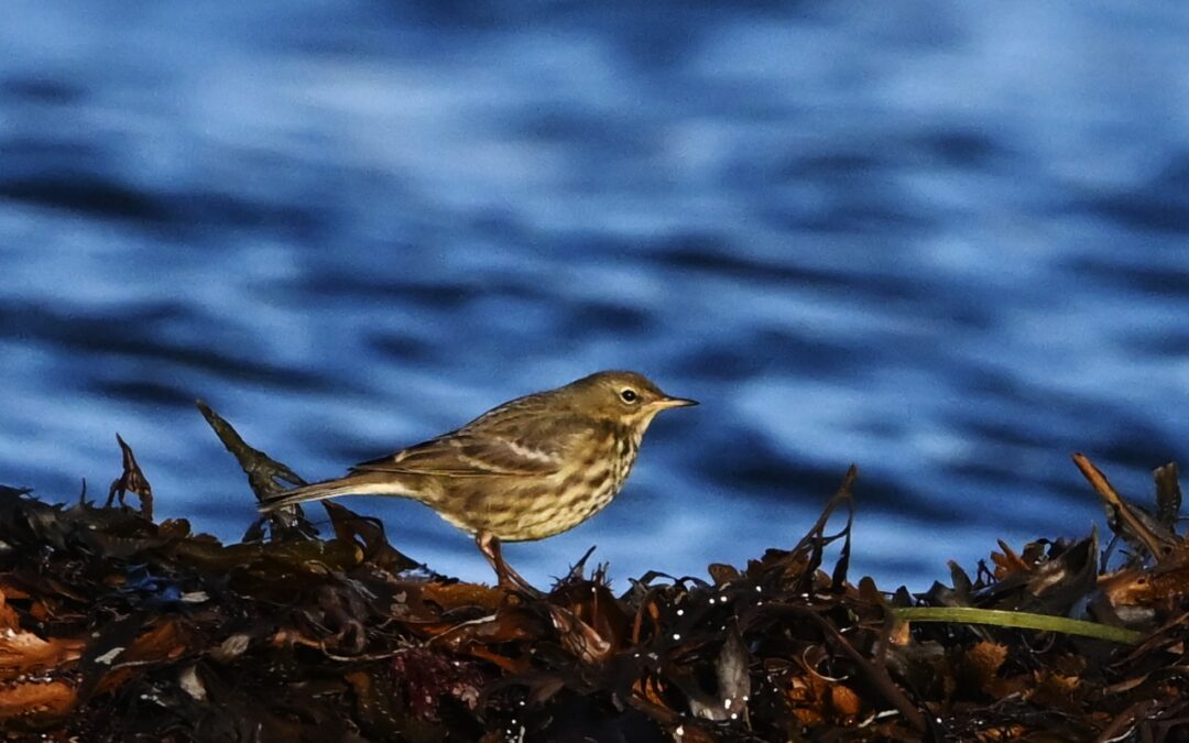 Skärpiplärka | Rock Pipit | Anthus petrosus