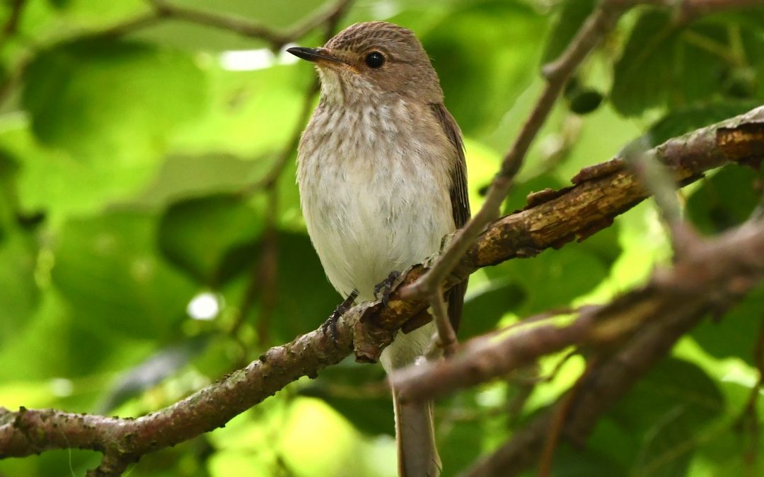 Grå flugsnappare | Spotted Flycatcher | Muscicapa striata