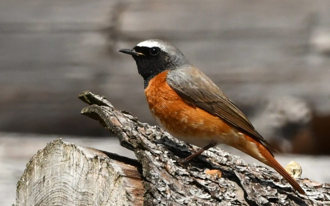Rödstjärt | Common Redstart | Phoenicurus phoenicurus