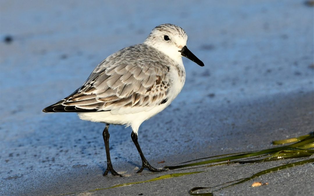 Sandlöpare | Sanderling | Calidris alba