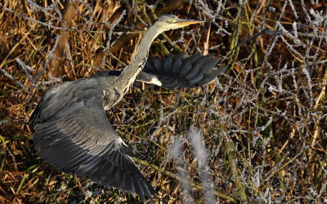 Gråhäger | Grey Heron | Ardea cinerea