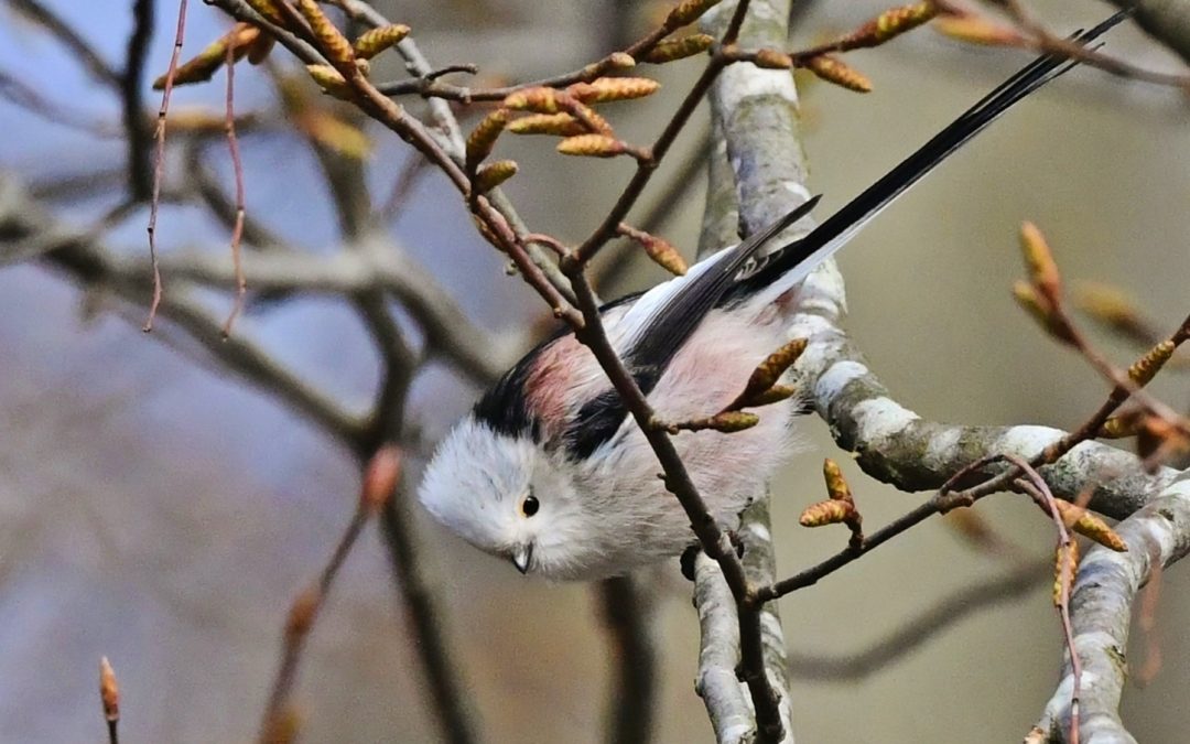 Stjärtmes | Long-tailed Tit | Aegithalos caudatus