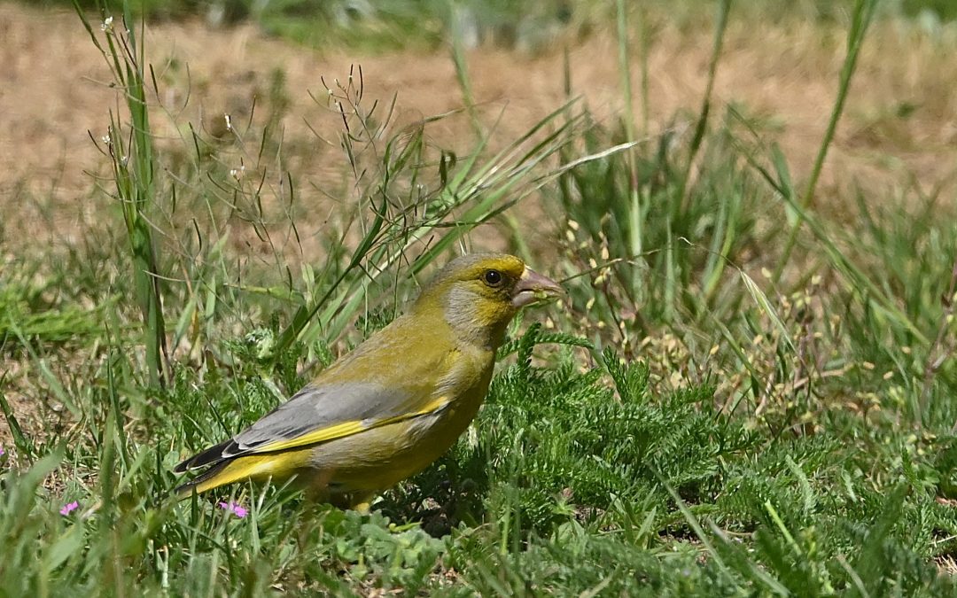 Grönfink | European Greenfinch | Chloris chloris
