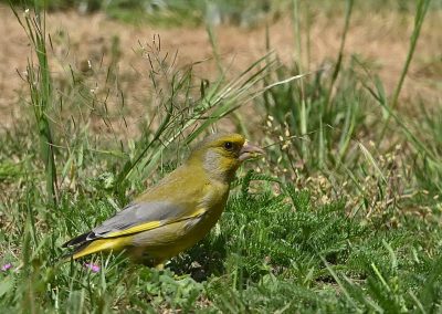 Grönfink | European Greenfinch | Chloris chloris