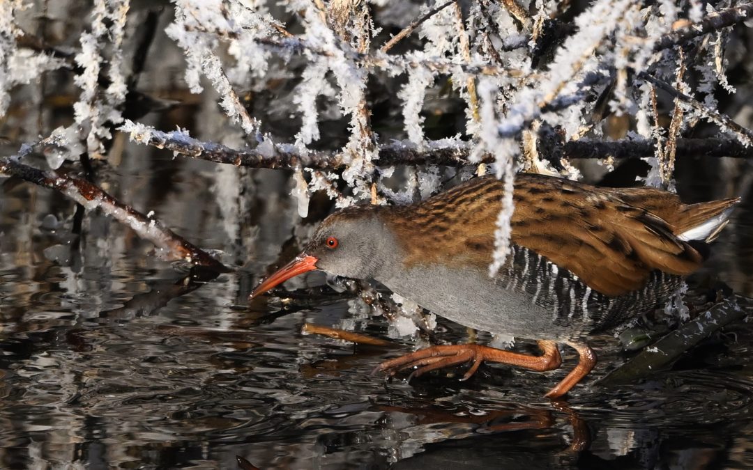 Vattenrall | Water Rail | Rallus aquaticus