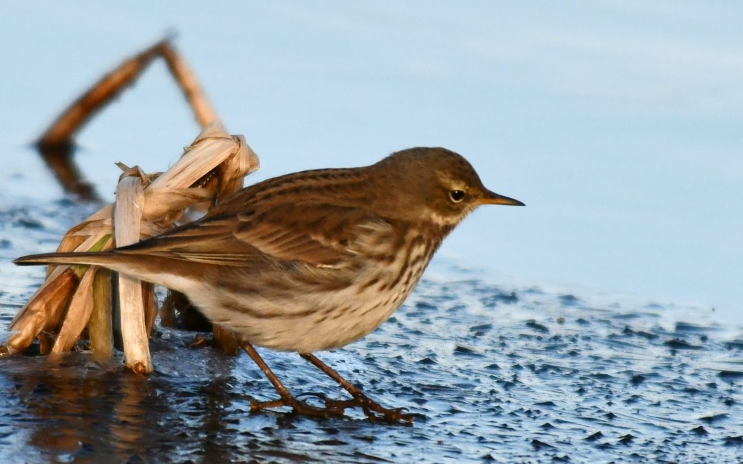 Vattenpiplärka | Water Pipit | Anthus spinoletta