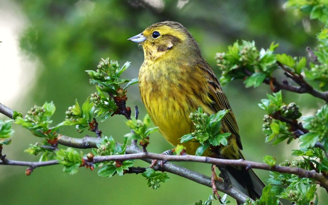 Gulsparv | Yellowhammer | Emberiza citrinella