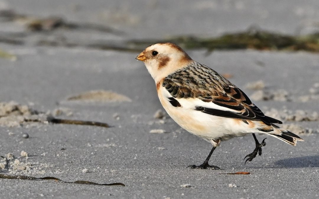 Snösparv | Snow Bunting | Plectrophenax nivalis