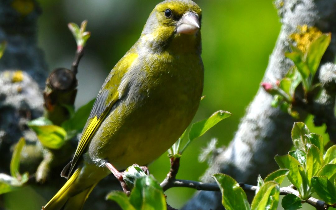 Grönfink | European Greenfinch | Chloris chloris