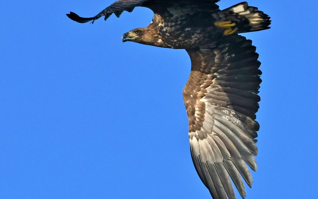 Havsörn | White-tailed Eagle | Haliaeetus albicilla
