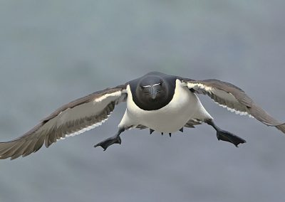 Tordmule | Razorbill | Alca torda