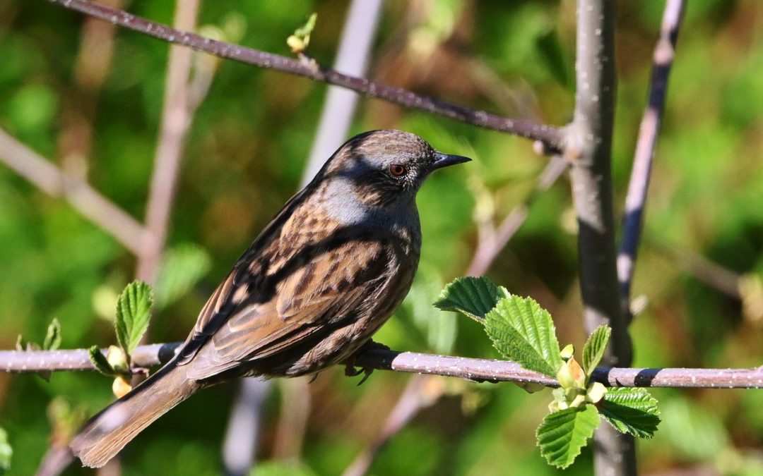 Järnsparv | Dunnock | Prunella modularis