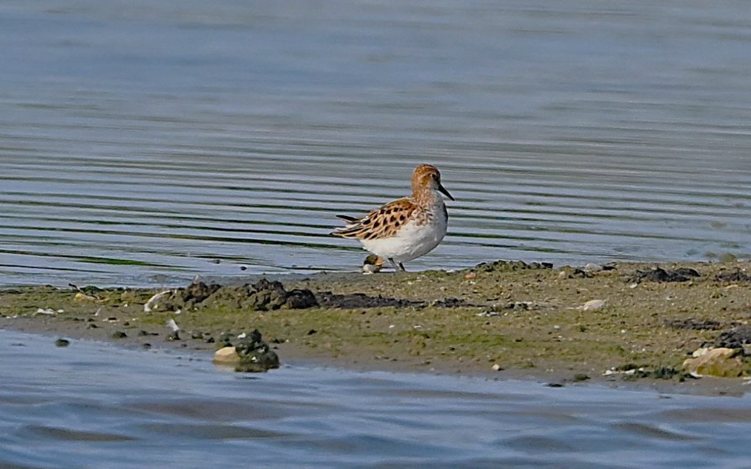 Småsnäppa | Little Stint | Calidris minuta