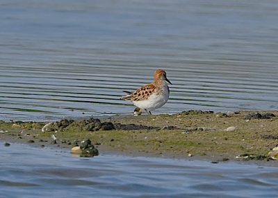 Småsnäppa | Little Stint | Calidris minuta