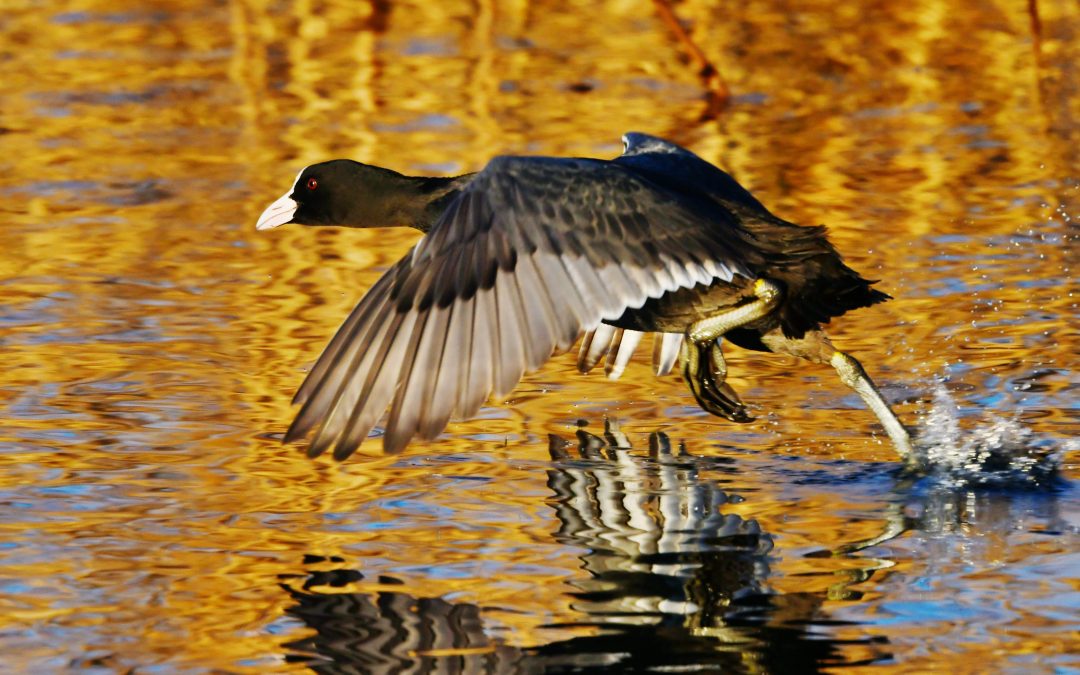 Sothöna | Eurasian Coot | Fulica atra