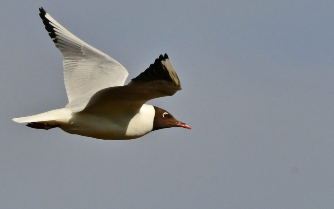 Skrattmås | Black-headed Gull | Chroicocephalus ridibundus