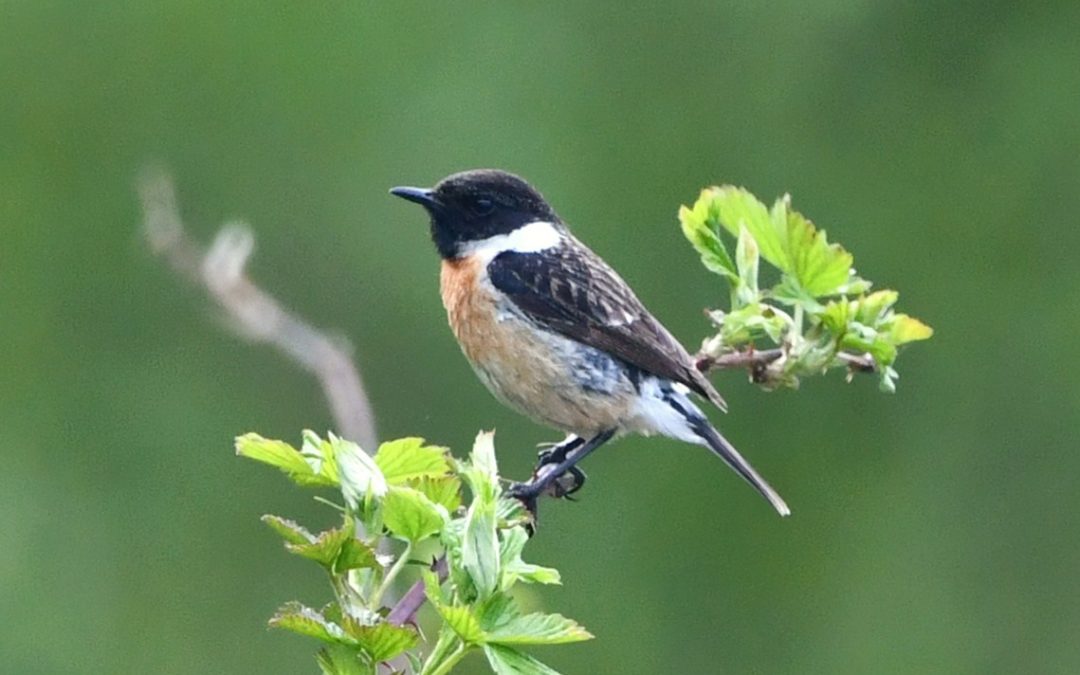 Svarthakad Buskskvätta | Common Stonechat | Saxicola torquatus