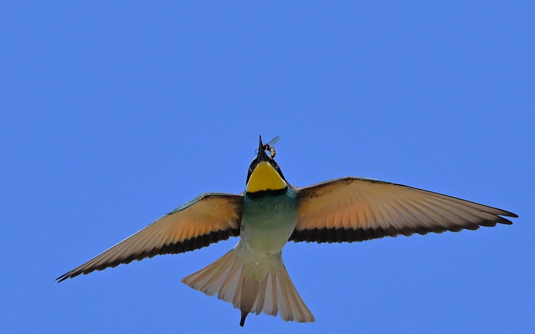 Biätare | European Bee-eater | Merops apiaster