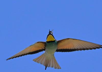 Biätare | European Bee-eater | Merops apiaster