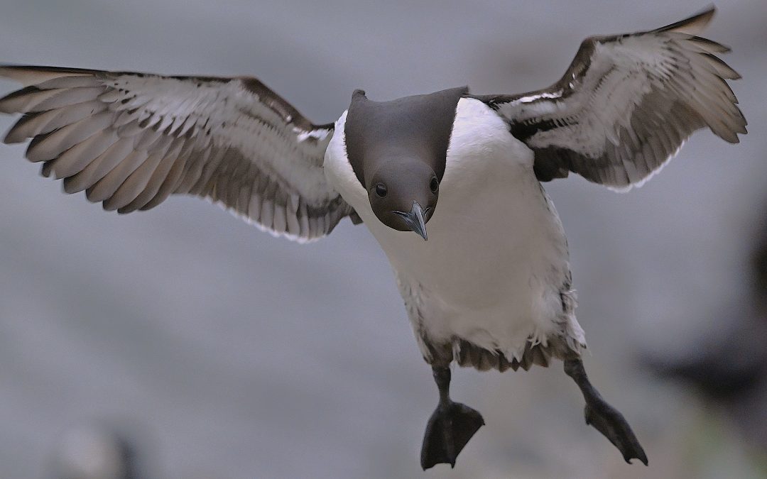 Sillgrissla | Common Guillemot | Uria aalge