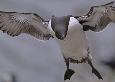 Sillgrissla | Common Guillemot | Uria aalge