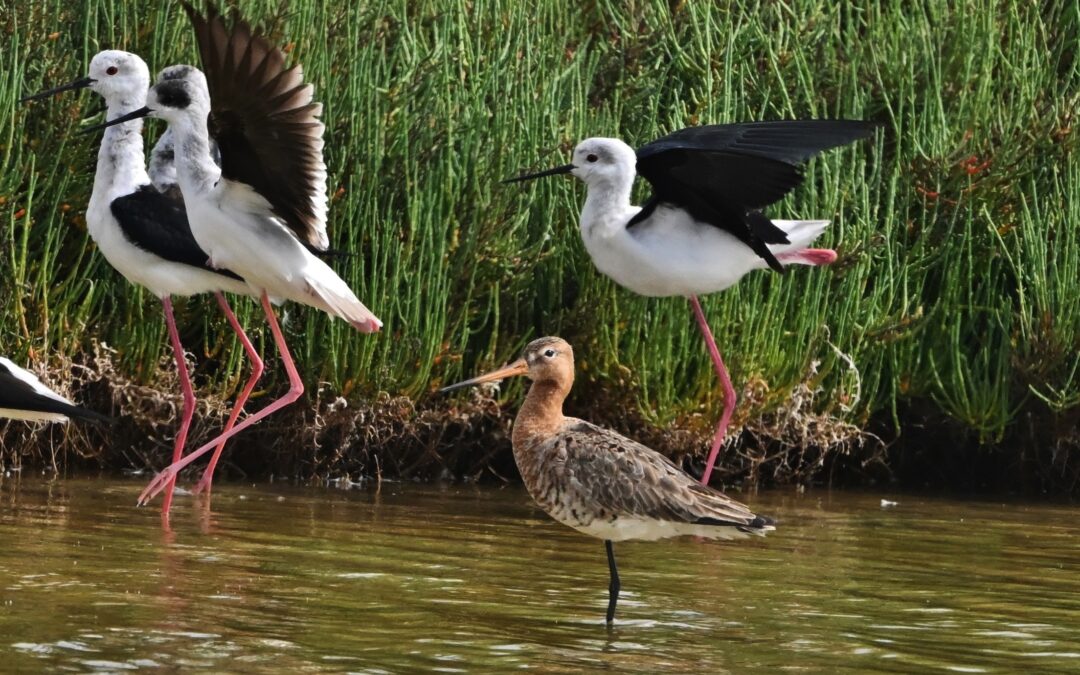 Rödspov | Black-tailed Godwit | Limosa limosa