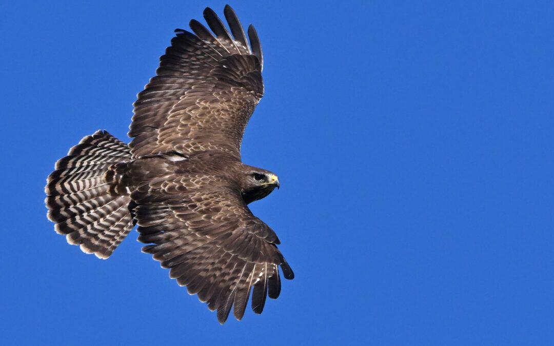 Ormvråk | Common Buzzard | Buteo buteo