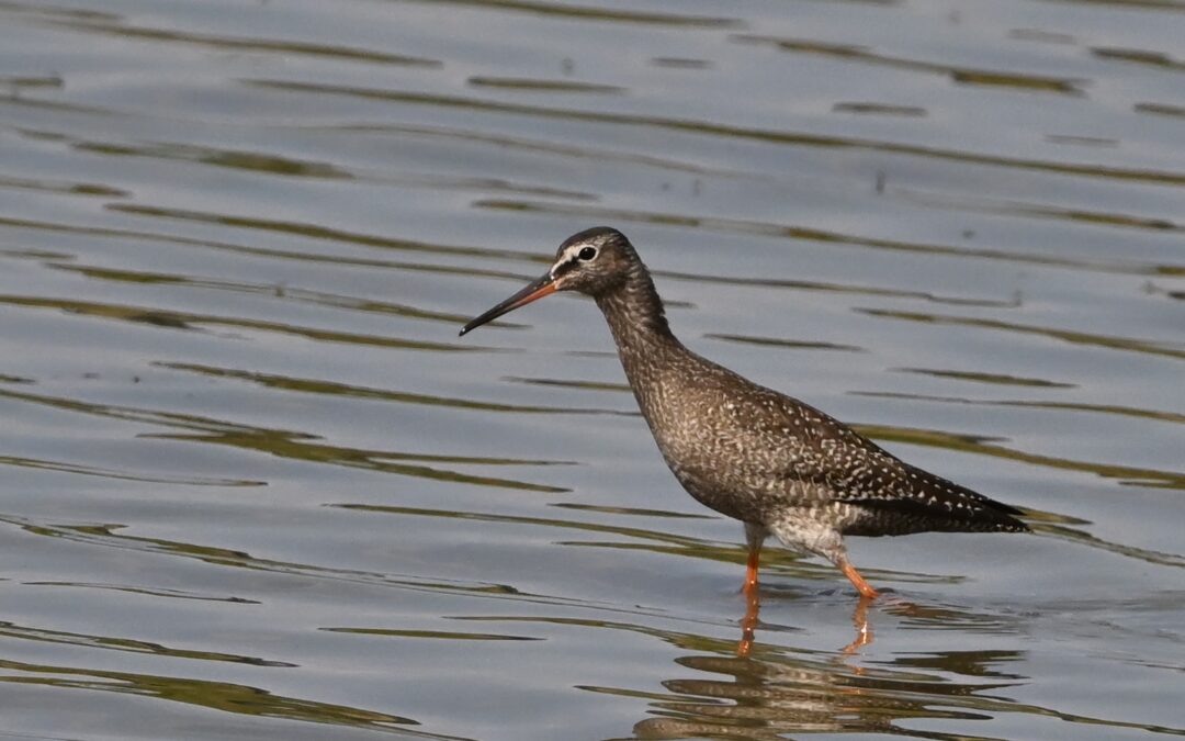 Svartsnäppa | Spotted Redshank | Tringa Erythropus