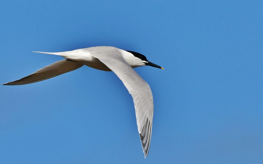 Kentsk tärna | Sandwich Tern | Sterna sandvicensis