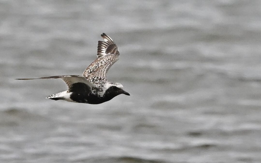 Kustpipare | Grey Plover | Pluvialis squatarola