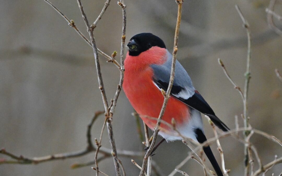 Domherre | Eurasian Bullfinch | Pyrrhula pyrrhula