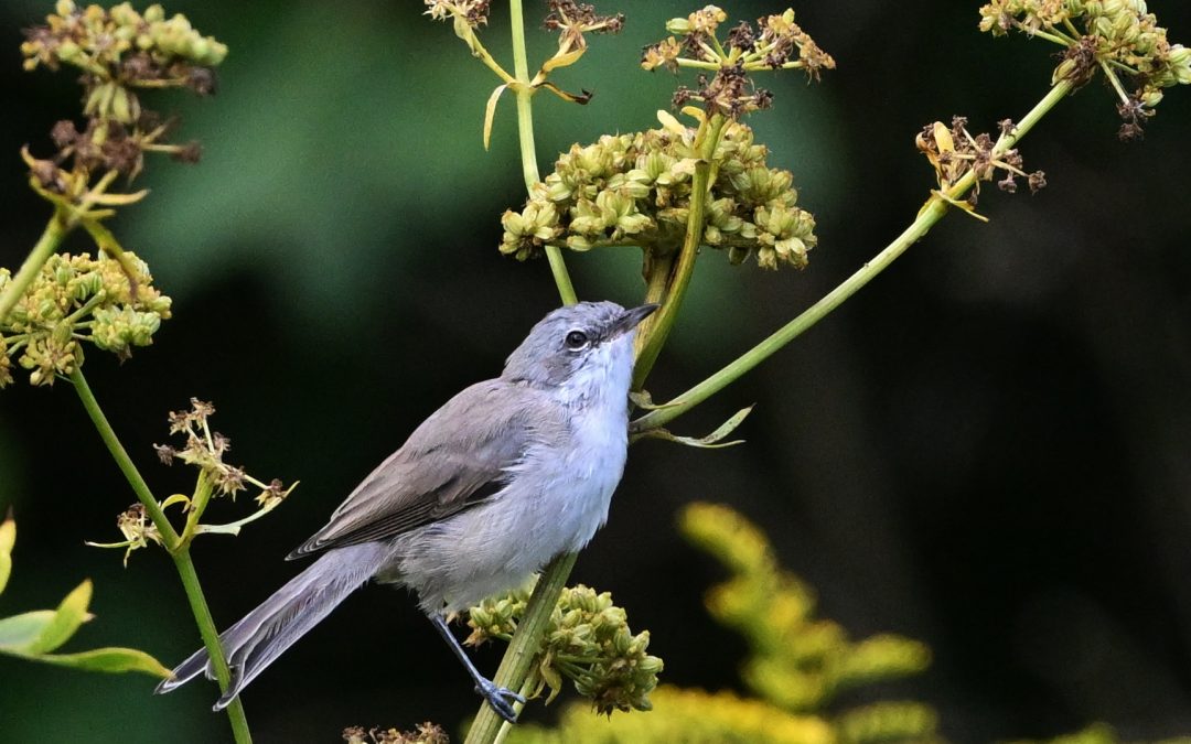 Ärtsångare | Lesser Whitethroat | Sylvia curruca