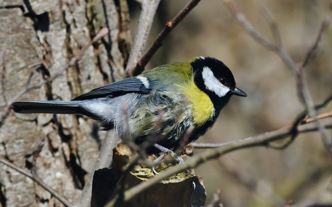 Talgoxe | Great Tit | Parus major
